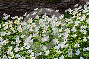 Blooming field of white flowers of wood anemone by old big tree trunk