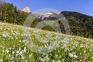 Blooming field with wild narcissus flower narcissus poeticus at the Swiss Alps