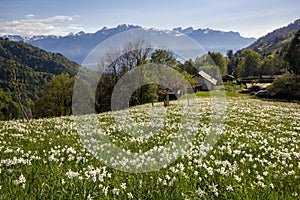 Blooming field with wild narcissus flower narcissus poeticus at the Swiss Alps