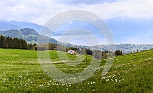 Blooming field with wild narcissus flower narcissus poeticus at the Swiss Alps