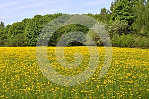 Blooming field of yellow dandelions on the edge of the forest