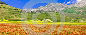 Blooming fields of Castelluccio di Norcia photo