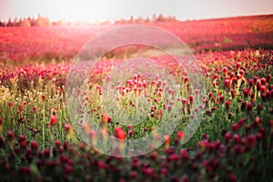 Blooming fields of red crimson clover - Trifolium incarnatum, summer meadow landscape