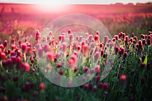 Blooming fields of red crimson clover - Trifolium incarnatum, summer meadow landscape photo