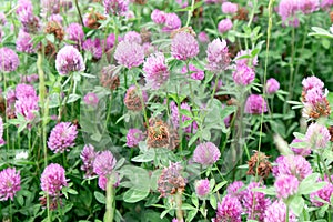Blooming filed flowers of pink clover