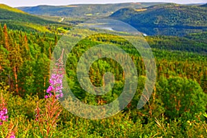 Blooming Fireweed Chamaenerion augustifolium Overlook, Western Newfoundland, Canada