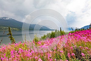 Blooming Fireweed at Little Salmon Lake YT Canada