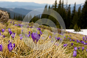Blooming of the first spring crocus flowers in a clearing in the mountains.