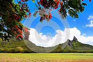 Flamboyant Tree and Mountains,Mauritius Island