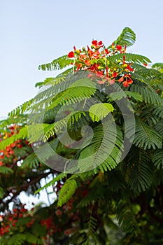 Blooming flamboyant tree with red flowers