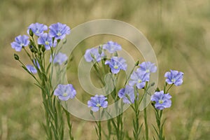 Blooming flax. Blue flax flowers on a blurry background.