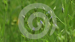 Blooming flax Field of flax blooming