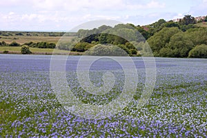 Blooming flax field Linum usitatissimum in Sussex, United Kingdom