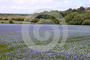 Blooming flax field Linum usitatissimum in Sussex, United Kingdom photo