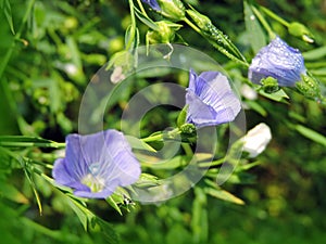 Blooming flax plant