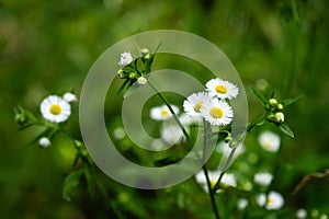 Blooming fleabane and soft green background