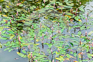 Blooming floating Pondweed on the pond