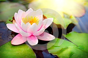 Blooming floating waterlilly