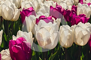 Blooming floral park in sunrise light. Colorful Tulip flowers blooming in the garden field landscape. Beautiful spring