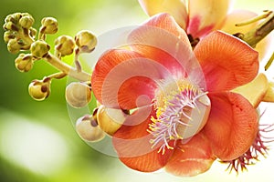 Nagalinga or Shivalinga Flower