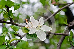 Blooming flower of apple
