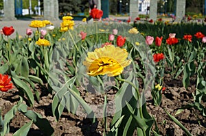 Blooming flower bed in the early spring. photo