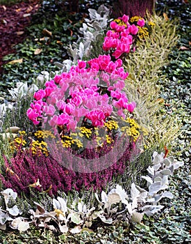Blooming flower bed with perennials photo