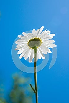 Blooming flower bottom view