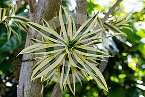 Blooming flower bud of dracaena reflexa agavaceae