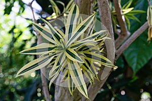 Blooming flower bud of dracaena reflexa agavaceae