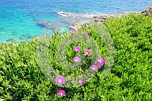 Blooming flower of Carpobrotus Chilensis along coast of Mediterranean sea