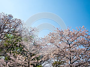 Blooming Flower Cherry blossom at Namsan park, Seoul, South Korea.Blue sky background in summer season.