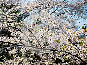 Blooming Flower Cherry blossom at Namsan park, Seoul, South Korea.Blue sky background in summer season.