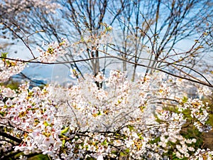 Blooming Flower Cherry blossom at Namsan park, Seoul, South Korea.Blue sky background in summer season.