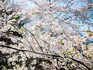 Blooming Flower Cherry blossom at Namsan park, Seoul, South Korea.Blue sky background in summer season.