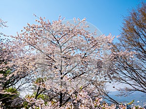 Blooming Flower Cherry blossom at Namsan park, Seoul, South Korea.Blue sky background in summer season.