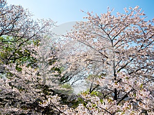 Blooming Flower Cherry blossom at Namsan park, Seoul, South Korea.Blue sky background in summer season.