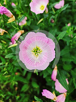 A blooming flower in the flower cluster-beautiful evening primrose.