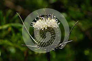 Blooming flower of comb teasel - Dipsacus comosus photo