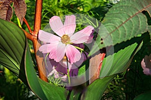 Blooming flower of Cosmos bipinnatus