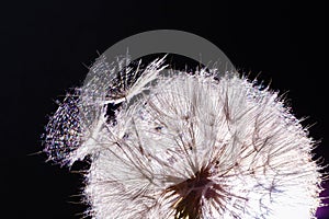 Blooming flower dandelion in sunlight, natural macro texture fluffy flower with contour light, black background. Close