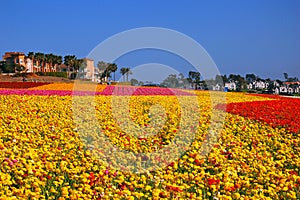 Blooming Flower Fields at Carlsbad California photo