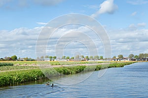Blooming flower fields near the canal of dutch countryside. Houses in the background. photo