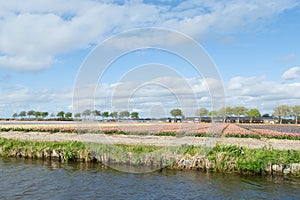 Blooming flower fields of white, blue and pink hyacinths near th photo