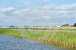 Blooming flower fields of white and yellow daffodils also known photo