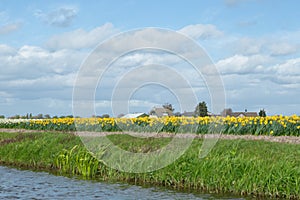 Blooming flower fields of white and yellow daffodils also known photo