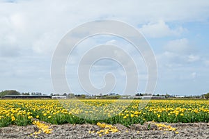 Blooming flower fields of yellow tulips near the canal of dutch