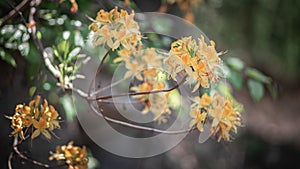 A blooming flower in a green forest in spring