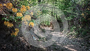 A blooming flower in a green forest in spring