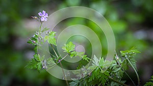 A blooming flower in a green forest in spring